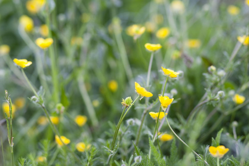 Kuklik pospolity (Geum urbanum)