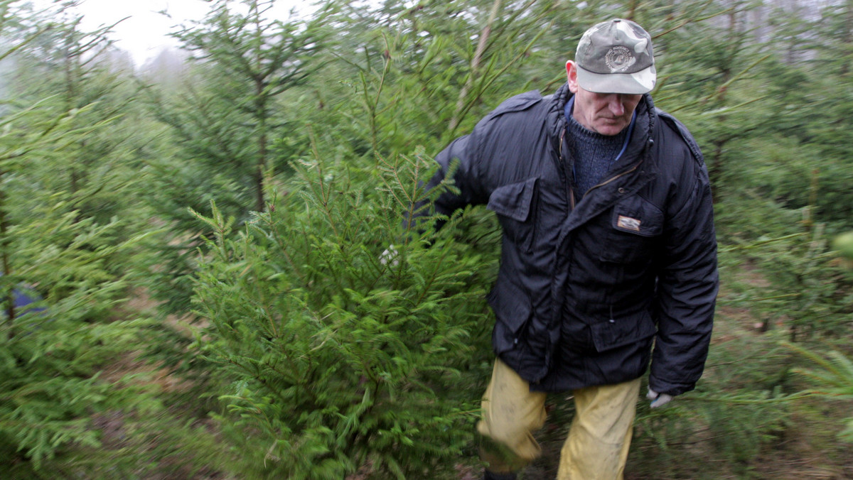 Akcję "Stroisz" - skierowaną przeciwko złodziejom gałązek drzew i krzewów iglastych - rozpoczęli leśnicy w radomskich i świętokrzyskich lasach - poinformował rzecznik Regionalnej Dyrekcji Lasów Państwowych w Radomiu Mariusz Turczyk.