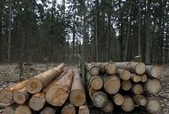 las w Puszczy Białowieskiej