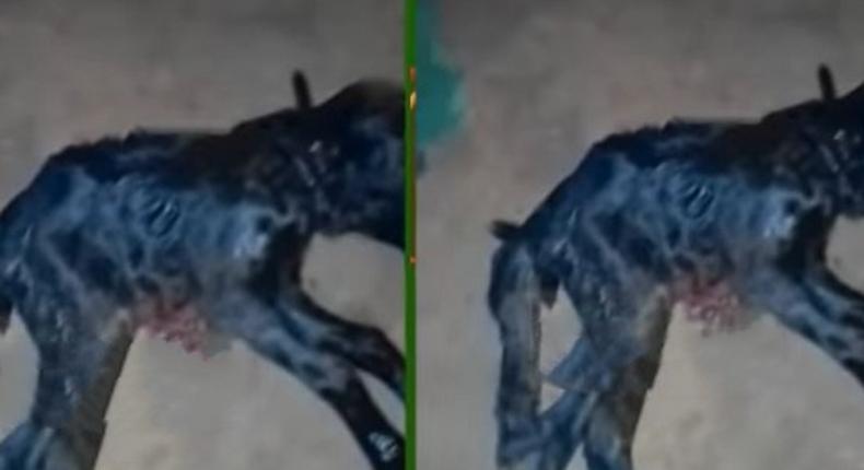 Goat gives birth to a kid with 2 heads and 6 legs at Dormaa Kofi Badukrom 