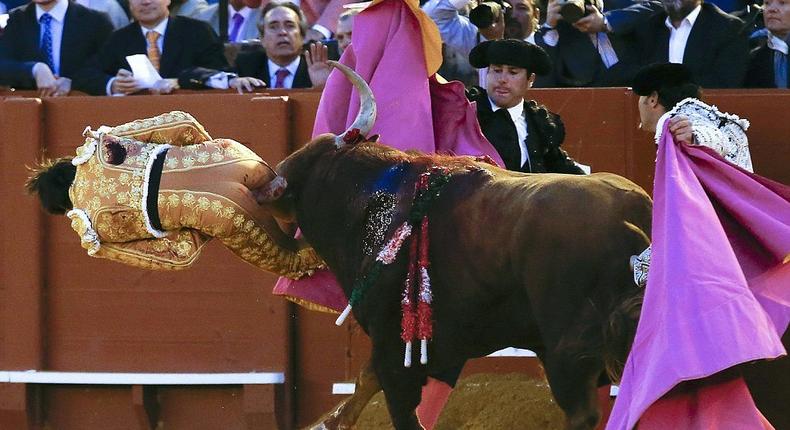 Bullfighter survives after raging bull gores him in the buttock 