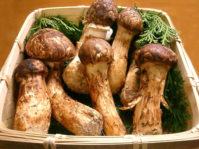 Grzyby Matsutake – za jeden kilogram tych grzybów trzeba zapłacić ok. 4,4 tysiąca dolarów (równowartość ok. 14,4 tysiąca złotych). Są podobne do europejskiej gąski, ale drzewa, które kiedyś stanowiły naturalny rodzaj schronu dla tego gatunku grzyba, zostały zdziesiątkowane przez owady. Dlatego w Japonii, Korei i Chinach, gdzie są bardzo popularne, ich ceny zostały wywindowane do niebotycznego poziomu.