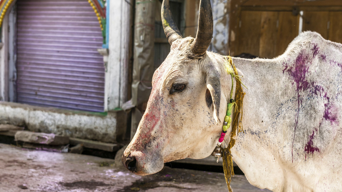 W indyjskim stanie Gudżarat na zachodzie Indii regionalny parlament uchwalił ustawę przewidującą karę dożywotniego więzienia za ubój krów - zwierząt w hinduizmie uznawanych za święte. To pierwszy stan, tak surowo karzący za zabicie krowy.