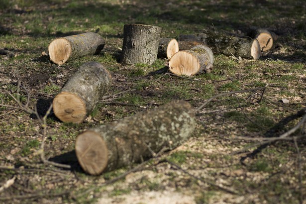 Apel naukowców ws. Puszczy Białowieskiej: Zignorowano fundamentalne fakty z zakresu nauk przyrodniczych