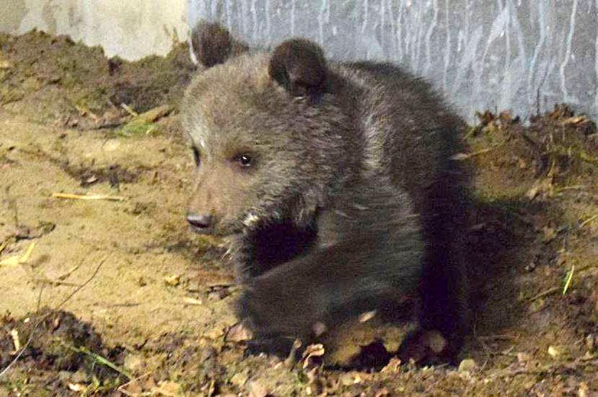 Mała niedźwiedzica Cisna powoli zadomawia się w zoo