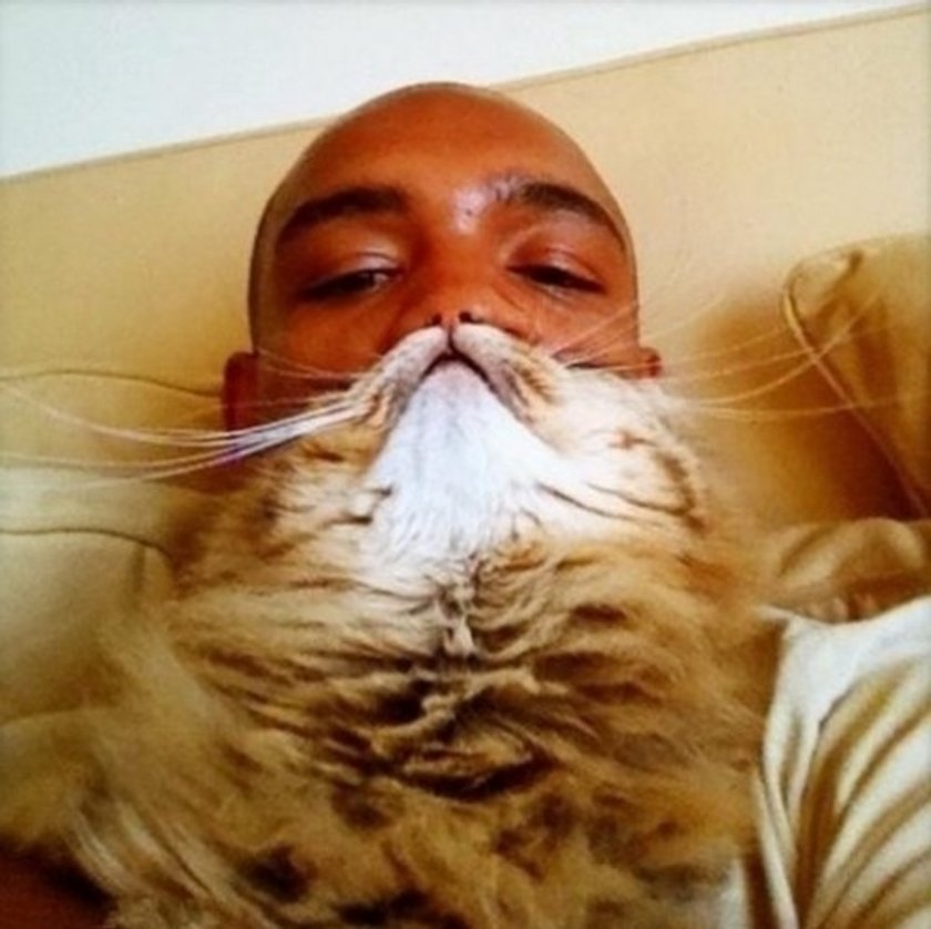 Cats Dogs Beards Kocio-psie brody