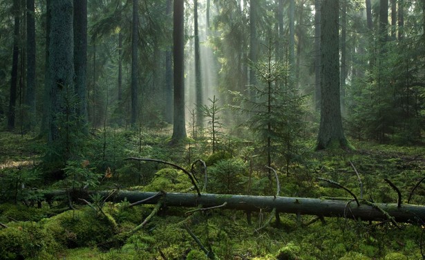 Puszcza Białowieska