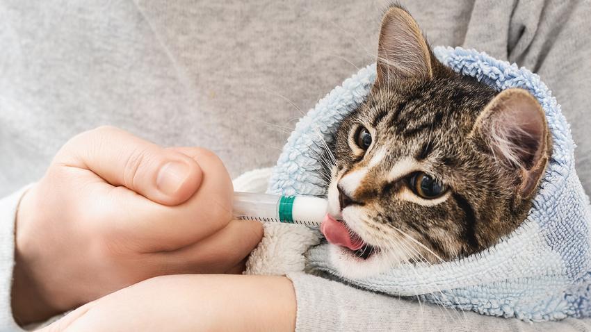 macska társállat folyékony gyógyszer beadása