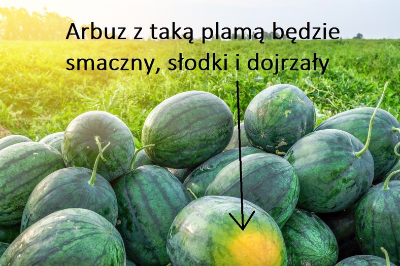 Arbuz z taką plamą będzie słodki