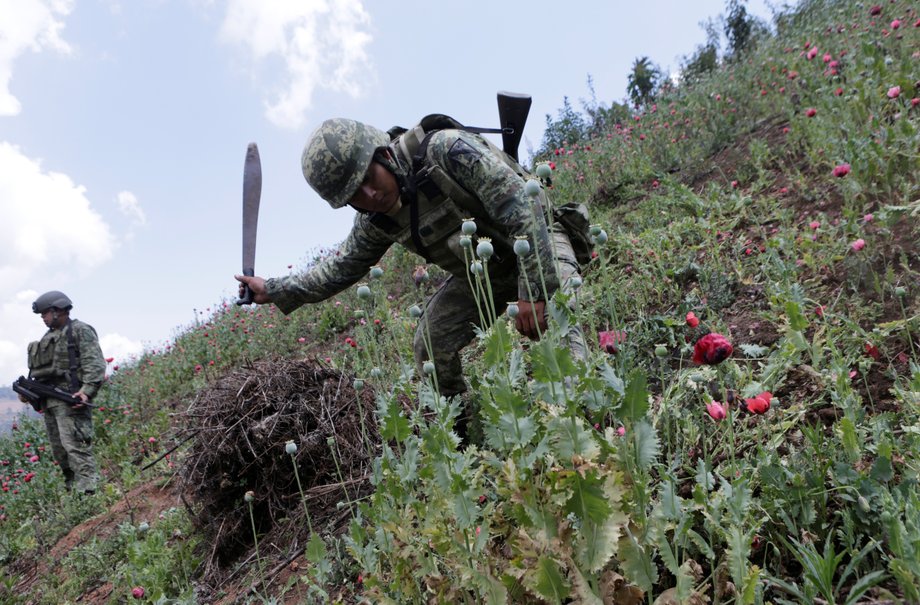 Soldiers destroy poppies during a military operation in the municipality of Coyuca de Catatlan in Guerrero state in southwest, Mexico.