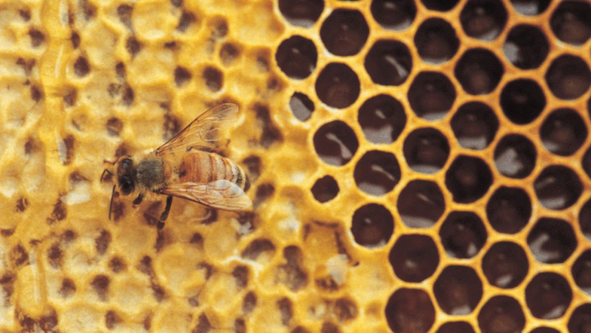 Pierwsze w tym roku obloty pszczół zaobserwowali pszczelarze na Podkarpaciu. Owady te przetrwały zimę w bardzo dobrej kondycji - poinformował prezes Wojewódzkiego Związku Pszczelarzy w Rzeszowie Roman Bartoń.