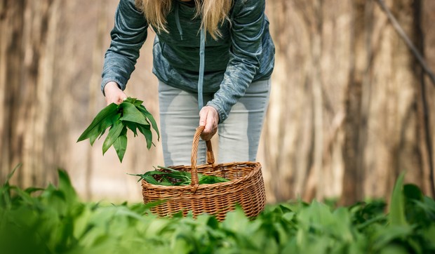 Sremuš je samonikla biljka koja ima niz zdravstvenih benefita