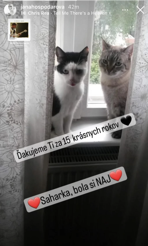 Moderátorka sa rozlúčila so svojou mačičkou.