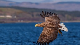 Niezwykle przyjemny quiz z polskich ptaków. 20/20 tylko dla orłów