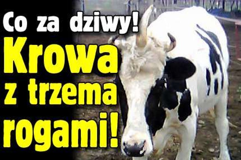 Co za dziwy! Krowa z trzema rogami