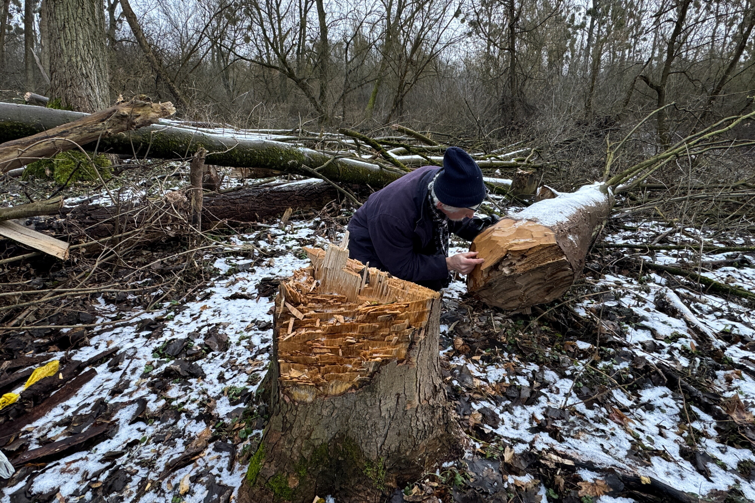Toruń: Kilkaset drzew ściętych siekierami - nielegalny wyrąb w Natura 2000