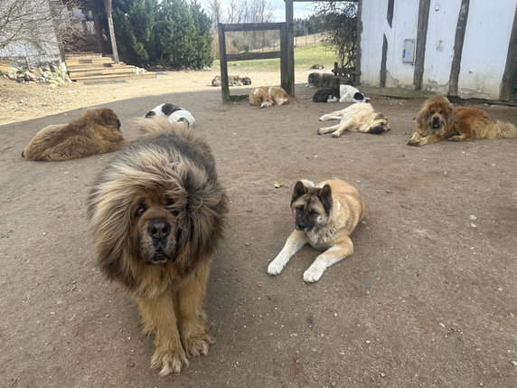 Psy w Fundacji "Duch Leona"