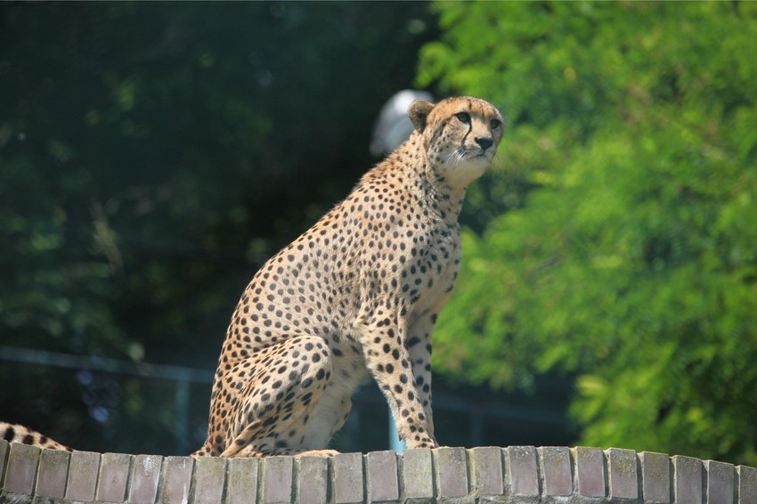 Gepard