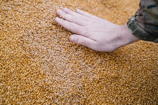 Oszukiwali na imporcie zboża z Ukrainy? Trzy osoby usłyszały zarzuty