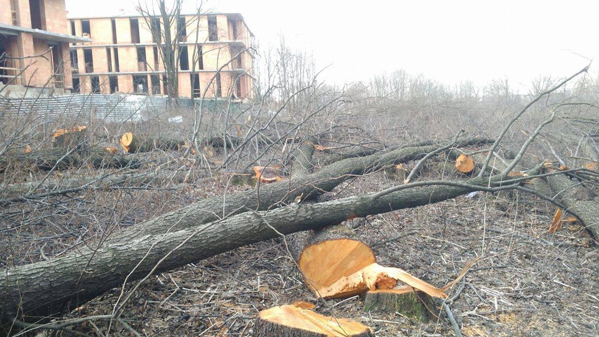 Setki drzew w okolicy Lasu Borkowskiego poszły pod topór. Chodzi o teren znajdujący się w sąsiedztwie ulicy Karabuły na Borku Fałęckim. Ich miejsce zajmą najprawdopodobniej zabudowa jednorodzinna. Magistrat przekonuje, że to efekt tzw. "prawa Szyszki". Jednak jak wynika z dokumentów, urząd już w 2003 roku przeznaczył teren pod zabudowę. W 2014 roku była okazja do zmiany przeznaczenia gruntów na zieleń. Tak się jednak nie stało.