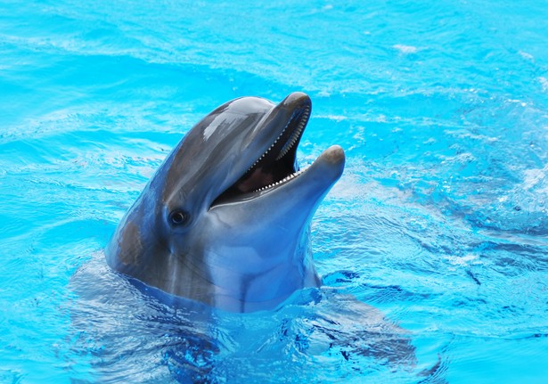 Delfin