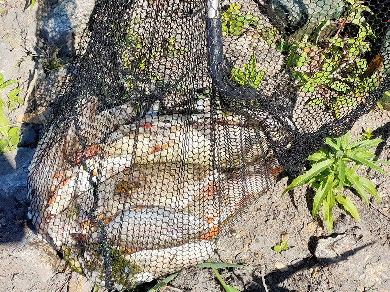 Śnięte ryby nad Odrą. Sytuacja w Słubicach
