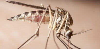 Co przyciąga komary? Badacze wiedzą