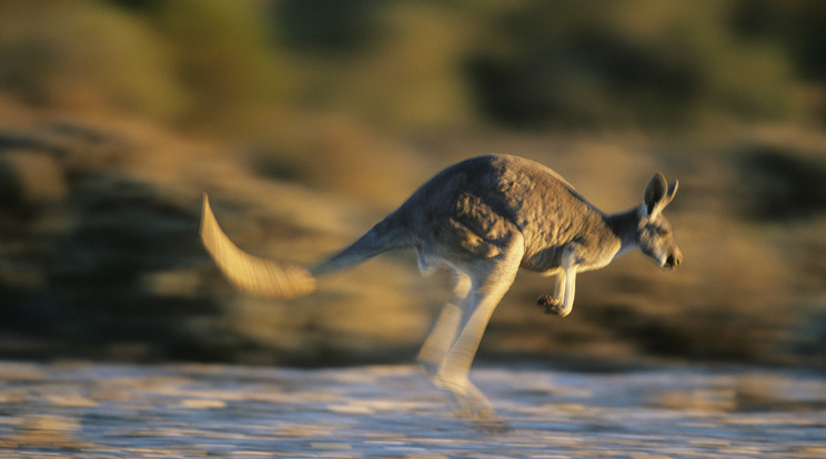 Nem először fordult elő, hogy Somogy megyében elszökött egy kenguru /Illusztráció: Northfoto