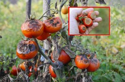 Pogoda sprzyja rozwojowi zarazy ziemniaczanej. Jak uratować pomidory i ziemniaki?