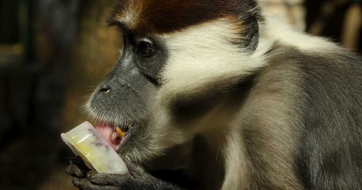 Mangaba Rudoczelna Jedzą lody i kąpią się w basenach. Jak zwierzęta we wrocławskim zoo ...