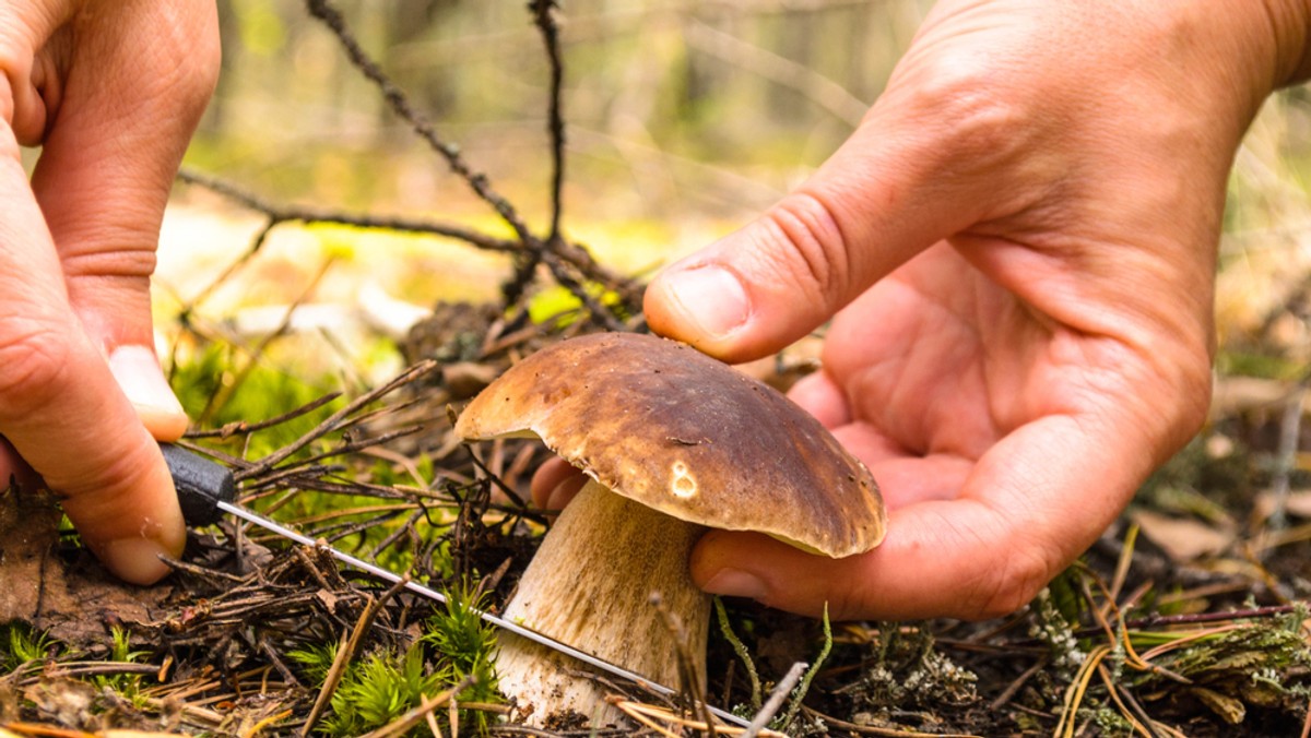 Grzyby w Polsce można zbierać w zasadzie bez ograniczeń, gdy tymczasem w Niemczech z lasu można wynieść jedynie 2 kg dziennie. W Holandii można zebrać niewielką ilość grzybów na własny użytek, ale jedynie w lasach należących do państwa. We Włoszech za brak przewiewnego koszyka grożą surowe kary.