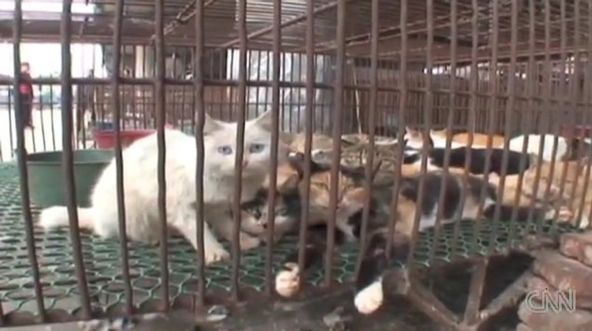 U Kini se i od mačaka prave popularni specijaliteti