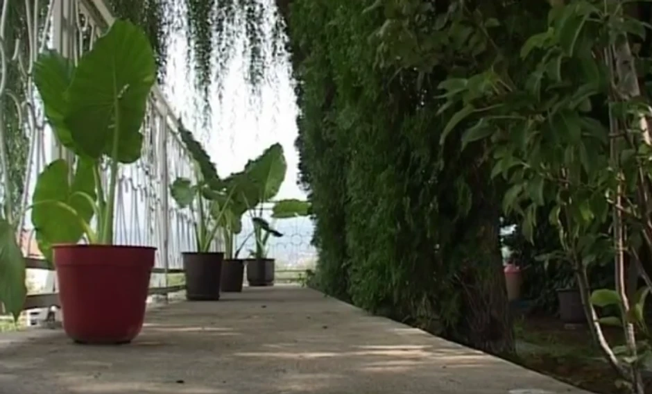 Pirot, pošumljena terasa pekara Dobrice