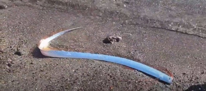 Riba sudnjeg dana na pesku