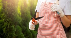 Nie przegap terminu, a tuje w kolejnym sezonie będą jeszcze piękniejsze