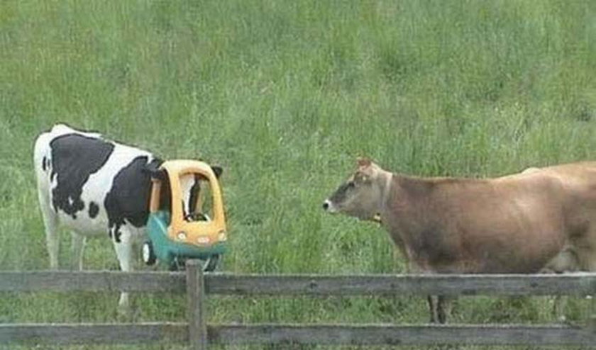 Śmieszne zdjęcia zwierząt. Krowy utknęły w dziurze