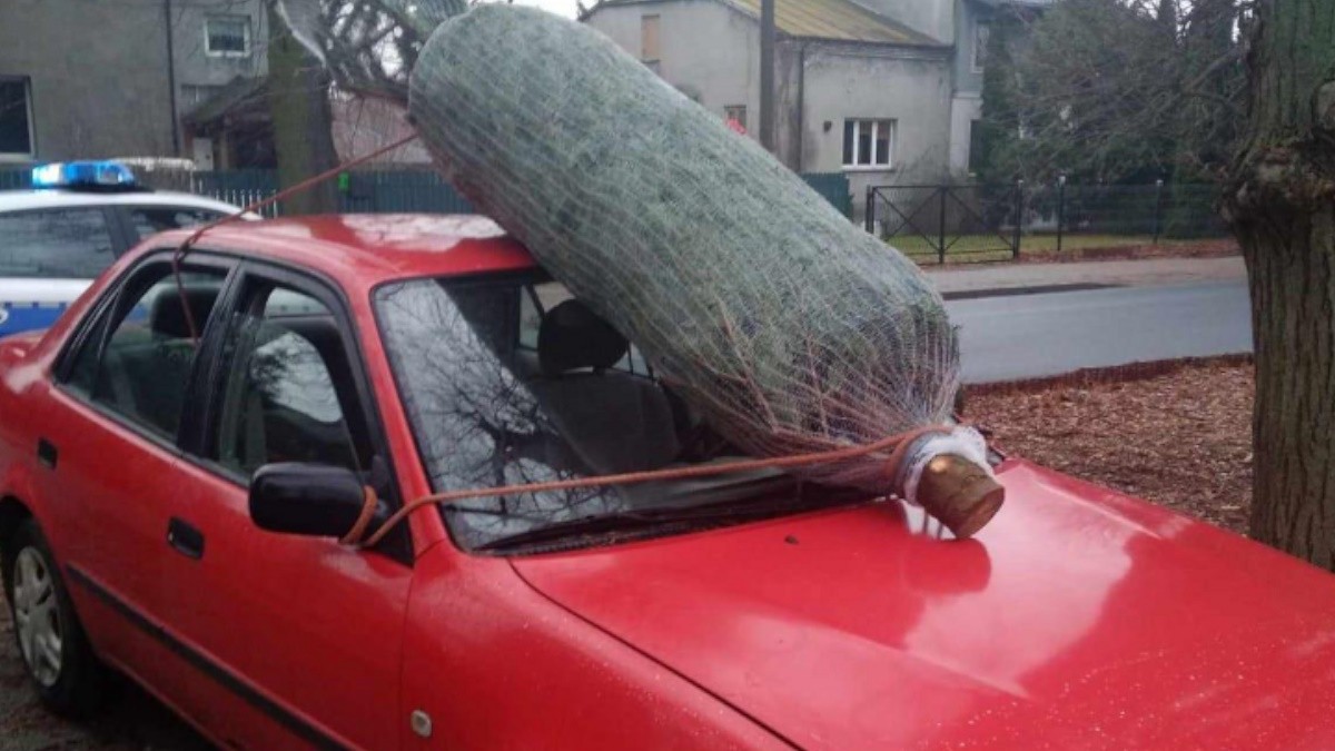 Przewoził choinkę na szybie auta