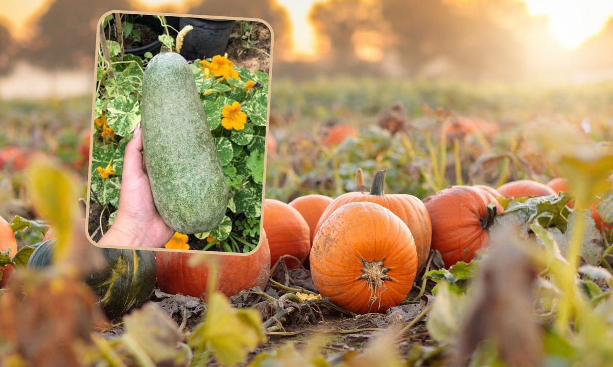 Zimowy melon zyskuje popularność. Nie uwierzysz, jak długo zachowuje świeżość