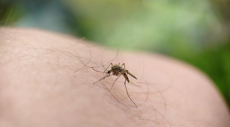 A szúnyogok bizonyos dolgokat nagyon szeretnek Fotó: Northfoto