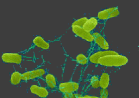 salmonella-d00000B6E9214b34fd133