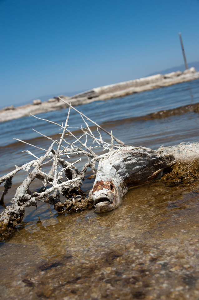 Salton Sea - przerażająca plaża w sercu Kalifornii