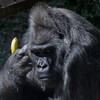 Toni, najstarija gorila u Ukrajini