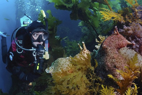 Scuba Diver and Sea Hare, Aplysia californica, Catalina Island, California, USA