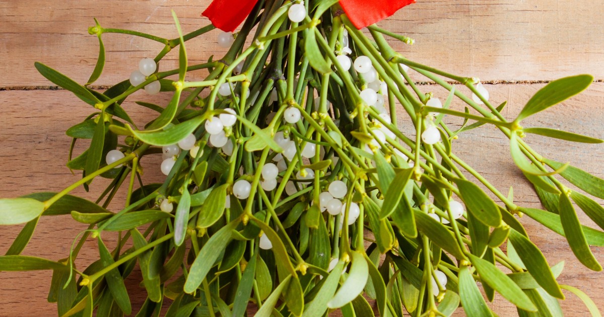 Tajemnicza jemioła i jej niezwykły genom. Stosują ją w onkologii