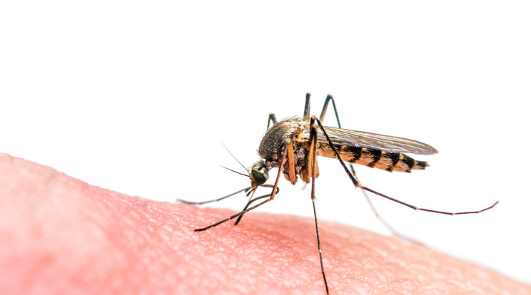 Szúnyogok terjesztik a ritka betegséget / Fotó: Shutterstock