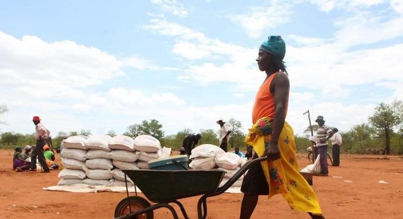 A villager uses a wheelbarrow to collect a monthly food ration provided by the United Nations World Food Programme (WFP) in Masvingo, Zimbabwe, January 25, 2016. REUTERS/Philimon Bulawayo