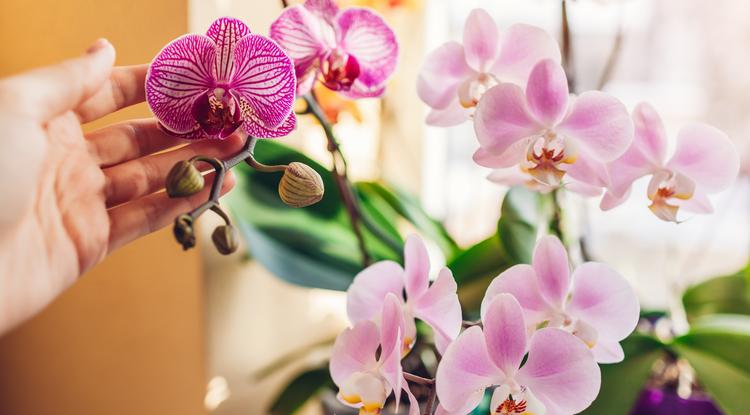 Annyi virága lesz az orchideának. Fotó: Shutterstock