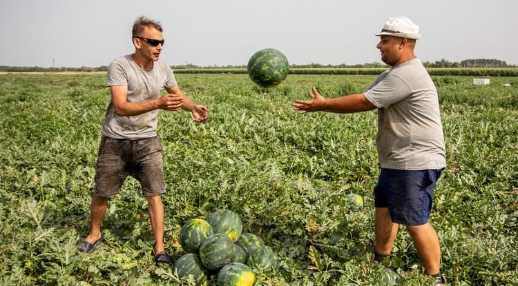 Tovább drágul idén a dinnye és a szakértők szerint a jövőben még rosszabb lehet a helyzet - a képen a Békés megyei Medgyesegyháza közelében szüretelnek 2021-ben