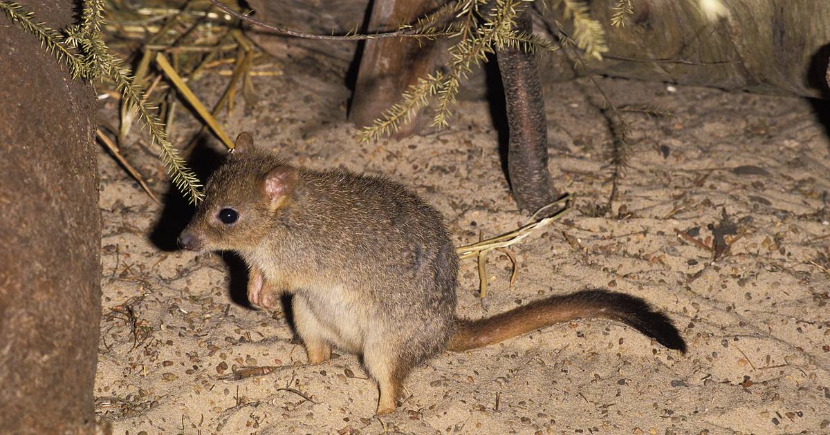 A baby kangaroo has returned from the brink of extinction in Australia