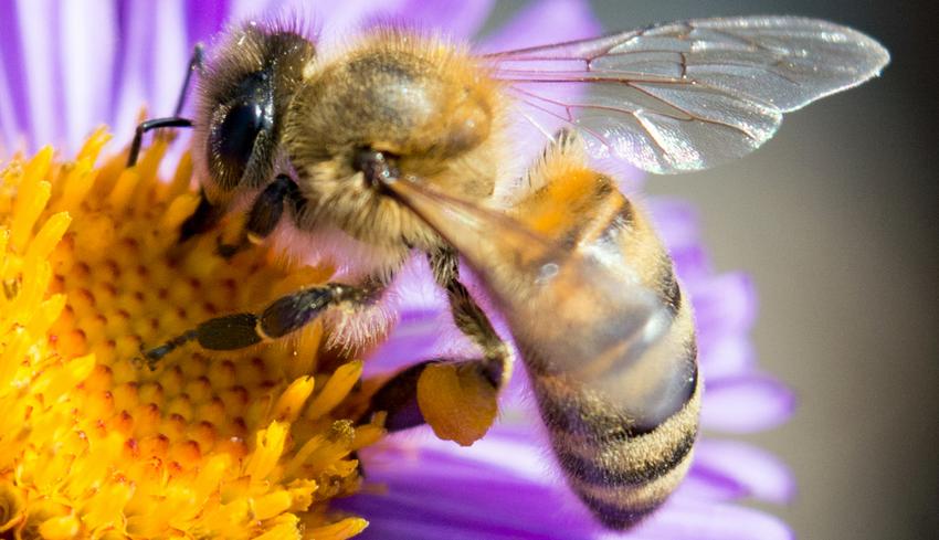 halott méhek a cukorbetegség kezelésében cukorbeteg ehet csirkemájat